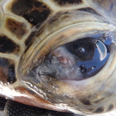 Great Barrier Reef turtle with lesion on its eye